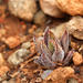 Haworthiopsis attenuata attenuata - Photo (c) Adriaan Grobler,  זכויות יוצרים חלקיות (CC BY-NC), הועלה על ידי Adriaan Grobler