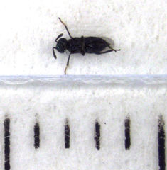 Coelopencyrtus australis