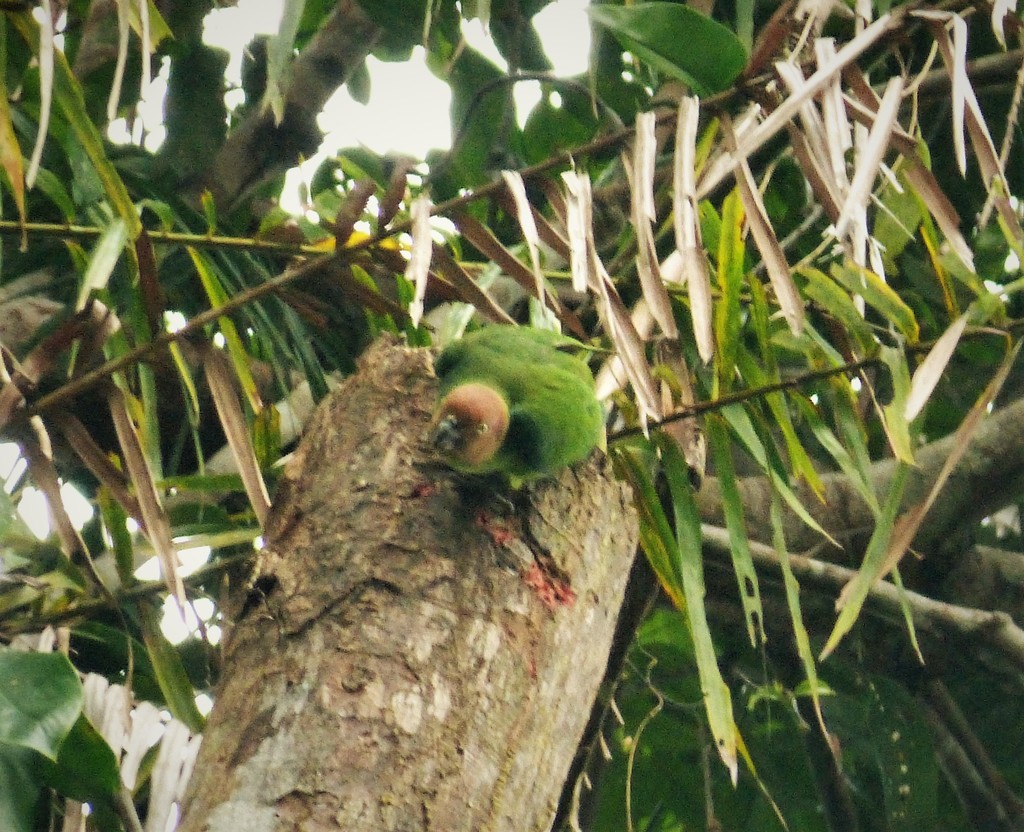 Singing Parrots and allies