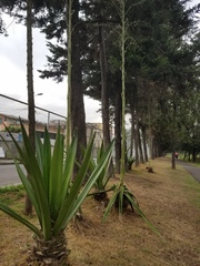 Furcraea andina