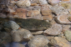 Lithobates magnaocularis
