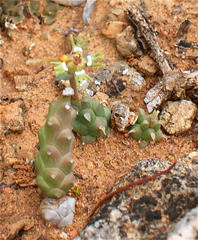 Euphorbia tridentata