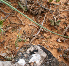 Euphorbia tridentata