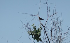 Curruca communis