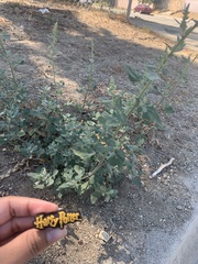 Chenopodium album