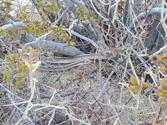 Salvadora hexalepis hexalepis