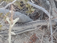 Salvadora hexalepis hexalepis