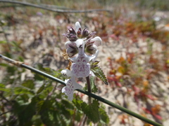 Stachys bolusii
