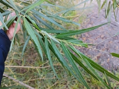 Salix viminalis
