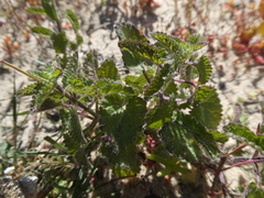 Stachys bolusii