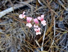 Pelargonium gracillimum