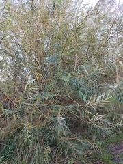 Salix viminalis