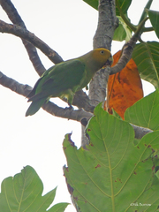 Singing Parrot photo 3
