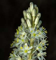 Drimia sanguinea