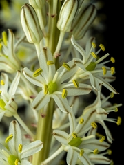 Drimia sanguinea