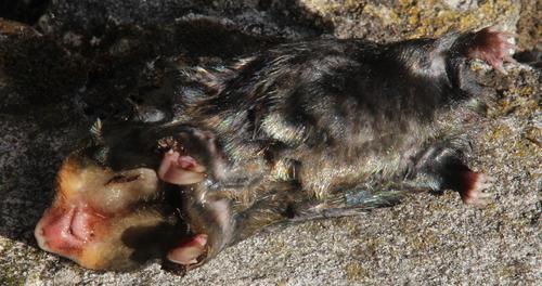 Cape Golden Mole