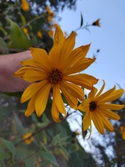 Helianthus tuberosus