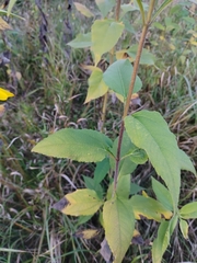 Helianthus tuberosus