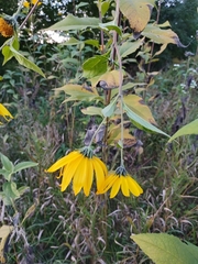 Helianthus tuberosus