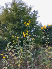 Helianthus tuberosus