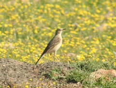 Anthus leucophrys leucophrys