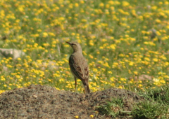 Anthus leucophrys leucophrys