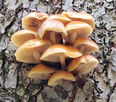 Flammulina velutipes