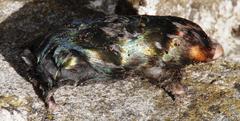 Chrysochloris asiatica