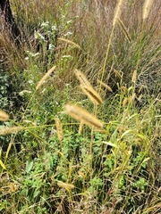 Setaria viridis major