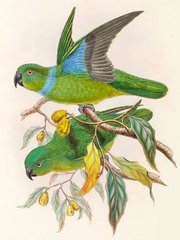 Blue-Collared Parrot photo 2