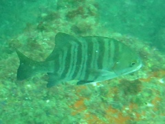 Dichistius multifasciatus