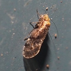 Trichadenotecnum alexanderae