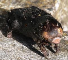 Chrysochloris asiatica
