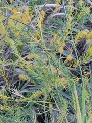 Asparagus officinalis