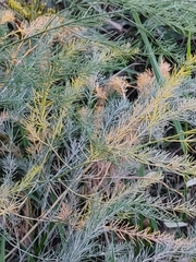 Asparagus officinalis