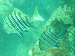 Dichistius multifasciatus