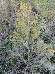 Asparagus officinalis