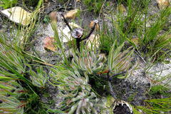 Protea denticulata