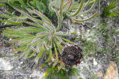 Protea denticulata