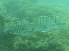 Dichistius multifasciatus