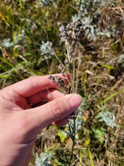 Lespedeza leptostachya
