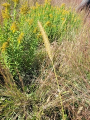 Setaria viridis major