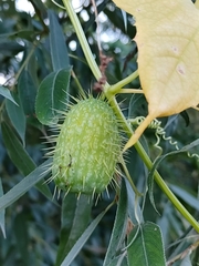 Echinocystis lobata