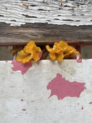 Tremella mesenterica image