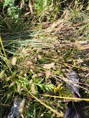 Setaria viridis major