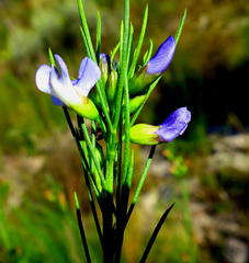Psoralea diturnerae