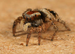 Stenaelurillus guttiger