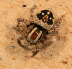 Stenaelurillus guttiger