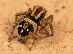 Stenaelurillus guttiger