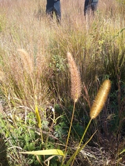 Setaria viridis major